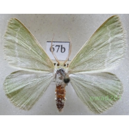 Thetidia smaragdaria (Fabricius, 1787) Czech67b